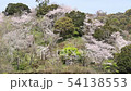 さくら（１） 54138553