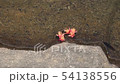オタマジャクシ 54138556
