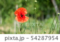 Brightly red poppy flutters in the wind 54287954