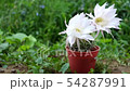 Flowering Easter Lily Cactus 54287991