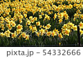 Landscape of narcissus field in spring Yoro valley 54332666