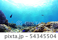 熱帯魚と珊瑚礁　水中撮影　パンゴラオ 54345504