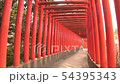 Thousand Torii (timelapse time-lapse photography) 54395343