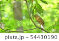 雑木林に響く鳥のさえずり 54430190