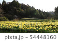 Landscape of narcissus field in spring Yoro valley 54448160