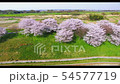 Cherry blossom trees (air shoot) 54577719