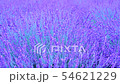 A millennium rose lavender garden [Lavender and bee] 54621229