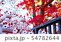 豪徳寺　紅葉と招き猫 54782644
