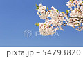 Clear cherry blossoms image 54793820