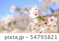 Clear cherry blossoms image 54793821