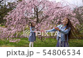 Woman catching bubbles in cherry blossom park 54806534