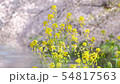Rape blossoms and scattered petals of cherry blossoms 54817563