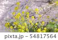 Rape blossoms and scattered petals of cherry blossoms 54817564