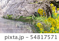 Cherry blossom trees along the riverside and rape blossoms Slide to the left 54817571