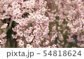Cherry blossoms falling in the wind 54818624