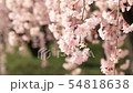 Cherry blossoms falling in the wind 54818638