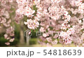 Cherry blossoms falling in the wind 54818639