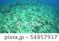 水底で揺れる光 水底で揺れる光 54857917