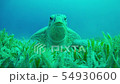 Turtle Swimming in Blue Water 54930600