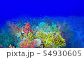 Tropical Fish on Vibrant Coral Reef 54930605
