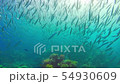 Tropical Fish on Vibrant Coral Reef 54930609