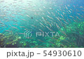 Tropical Fish on Vibrant Coral Reef 54930610