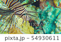 African Lionfish on Coral Reef 54930611