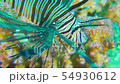 African Lionfish on Coral Reef 54930612
