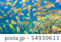 Tropical Fish on Vibrant Coral Reef 54930613