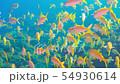 Tropical Fish on Vibrant Coral Reef 54930614