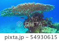 Tropical Fish on Vibrant Coral Reef 54930615