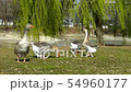 Domestic goose,Grey Goose or Grey lag goose  54960177