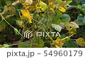 Farmer's hands checking soybeans on plants 54960179