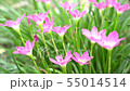 Pink Zephyranthes Lily flower in a garden. 55014514