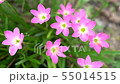 Pink Zephyranthes Lily flower in a garden. 55014515
