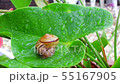 雨とカタツムリ 55167905