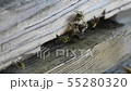 日本蜜蜂和蜂巢 55280320