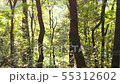 森に差し込む光003 55312602