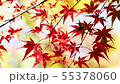Fall leaves in the breeze Wakayama 55378060