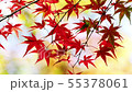 Fall leaves in the breeze Wakayama 55378061