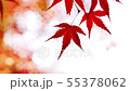 Fall leaves in the breeze Wakayama 55378062