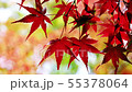 Fall leaves in the breeze Wakayama 55378064