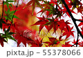 Fall leaves in the breeze Wakayama 55378066