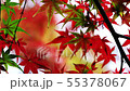 Fall leaves in the breeze Wakayama 55378067