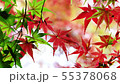 Fall leaves in the breeze Wakayama 55378068