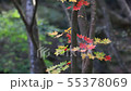 Fall leaves in the breeze Wakayama 55378069