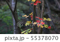 Fall leaves in the breeze Wakayama 55378070