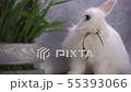 White rabbit chewing on a blade of green grass nea 55393066