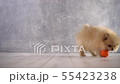Cute fluffy dog pushing an orange ball 55423238