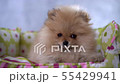 Cute fluffy dog looking into the camera and around the room 55429941